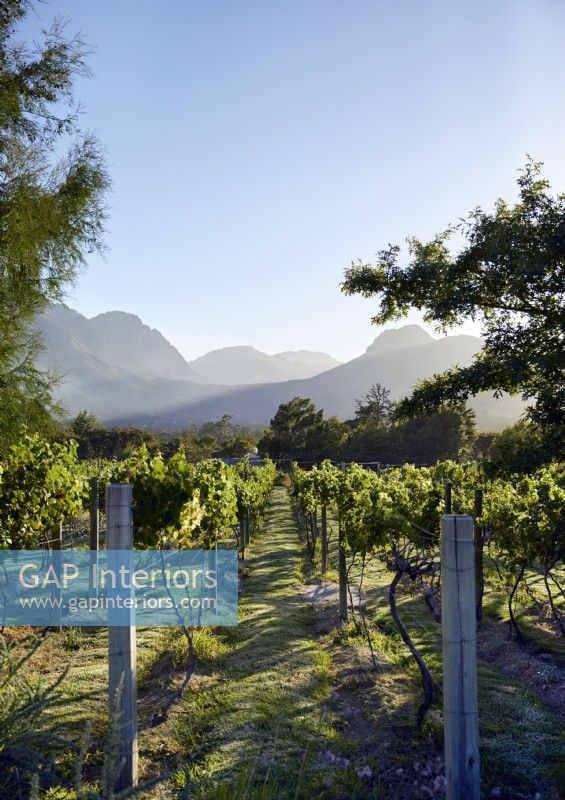 View of vineyard with mountain range beyond