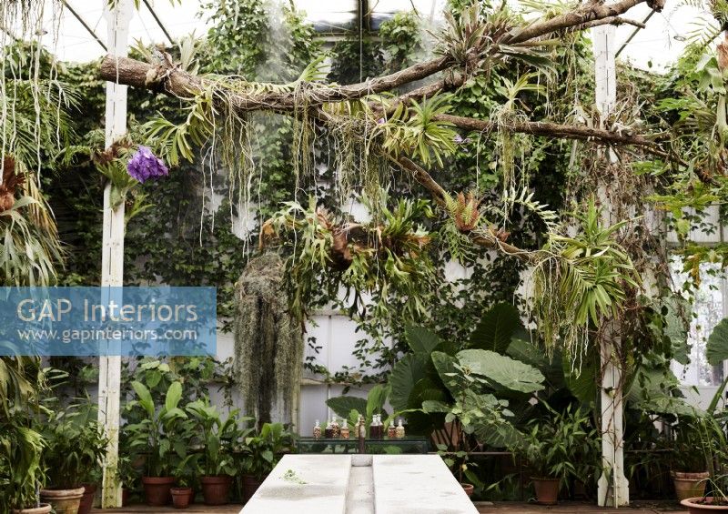 Tropical planting in large glasshouse with concrete table