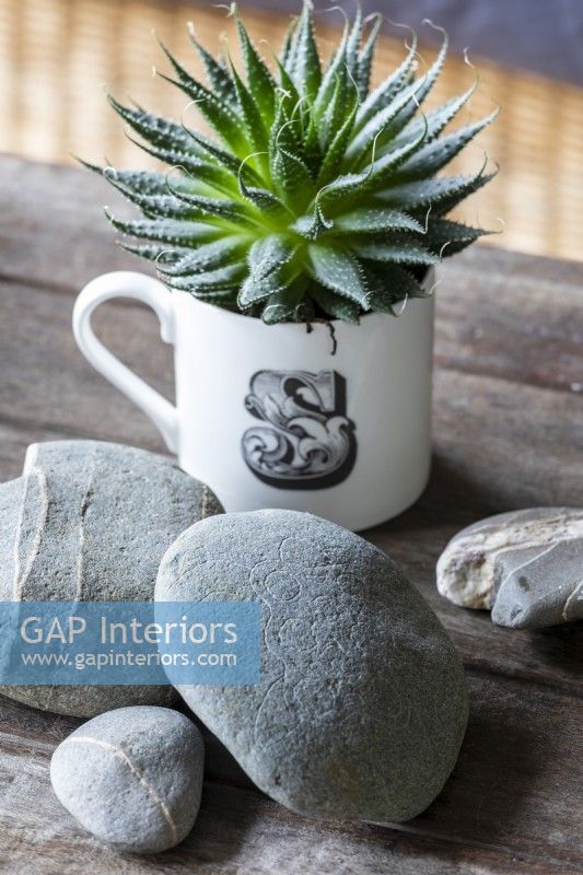Detail of succulent, growing in teacup, and carved pebbles