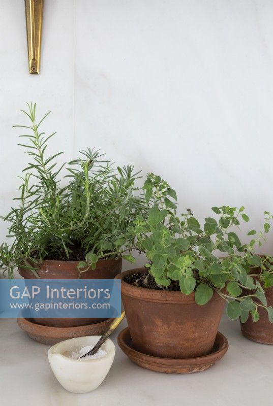 Detail of potted culinary herbs and bowl of salt on kitchen worktop