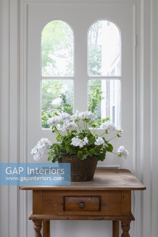 White flowering houseplant by window on old wooden table