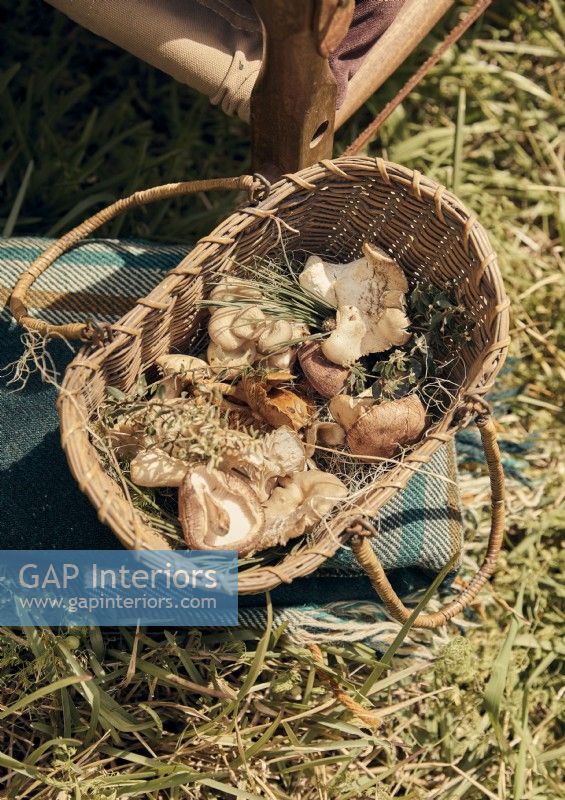 Basket of foraged mushrooms in garden - detail
