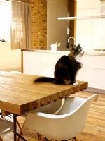Cat siting on modern dining table 
