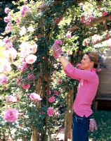 Woman pruning a rose bush