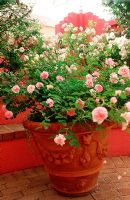 Potted roses in a garden