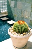 Close-up of a potted cactus
