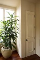 Interior detail of large potted plant and door with wood floor.