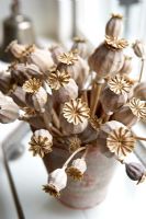 Detail of dried flowers