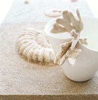 Close-up of a vase with coral and shellfish fossils