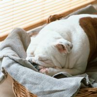 Bulldog sleeping in basket