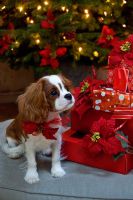 Puppy with presents by Christmas Tree