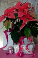 Poinsettia with wrapped Christmas presents.