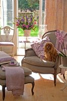 Pet dog on arm chair in classic living room