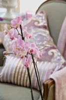 Pink Orchid in classic living room 