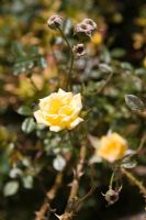 Detail of yellow rose