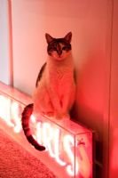 Cat sitting on neon sign