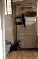 Cat by back door