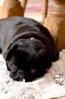 Black Pug lying on rug