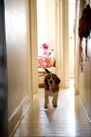 Pet dog running down corridor