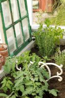 Herbs and vegetables growing in border