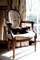 Classic chair with cat