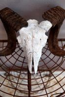 Decorative ram skull