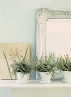Row of houseplants by mirror on mantelpiece  