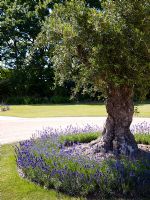 Tree with under planted with lavender  