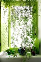 Plants around window