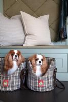 Pet dogs in fabric baskets 