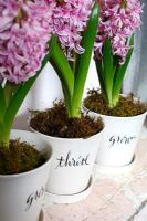 Detail of Hyacinths in decorative pots 