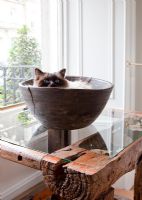 Pet cat curled up in wooden bowl 