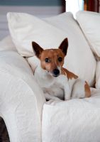 Jack Russell on white sofa