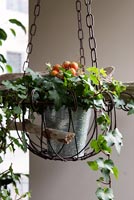 Hanging container with Ivy in metal pot
