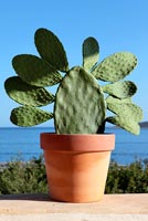 Cactus in terracotta pot