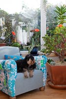 Dog sitting in modern conservatory