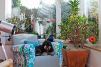 Dog sitting in modern conservatory
