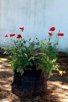 Rustic pot with Poppies