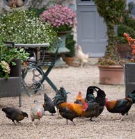 Chickens in courtyard garden, France
