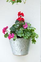 Wall mounted zinc container with Geraniums