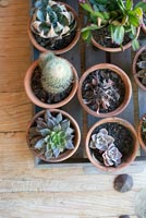 Cacti and succulents in terracotta pots