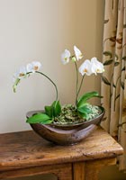 Phalaenopsis Orchid  in glazed container