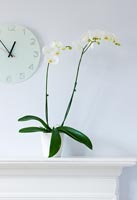 Phalaenopsis Orchid in glazed container