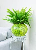 Boston Fern in green container
