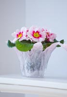 Primulas in pale pink glass container