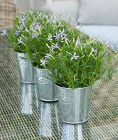 Isotoma axillaris houseplants in silver containers
