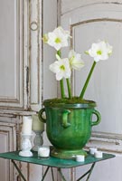 Amaryllis 'Christmas Gift' houseplant in green pot on vintage metal table