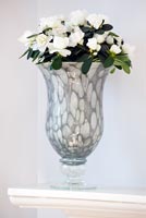 White Azalea in grey glass pot