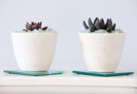 Succulents in white pots