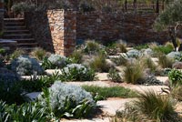 Landscaped garden with drought tolerant planting between paving slabs